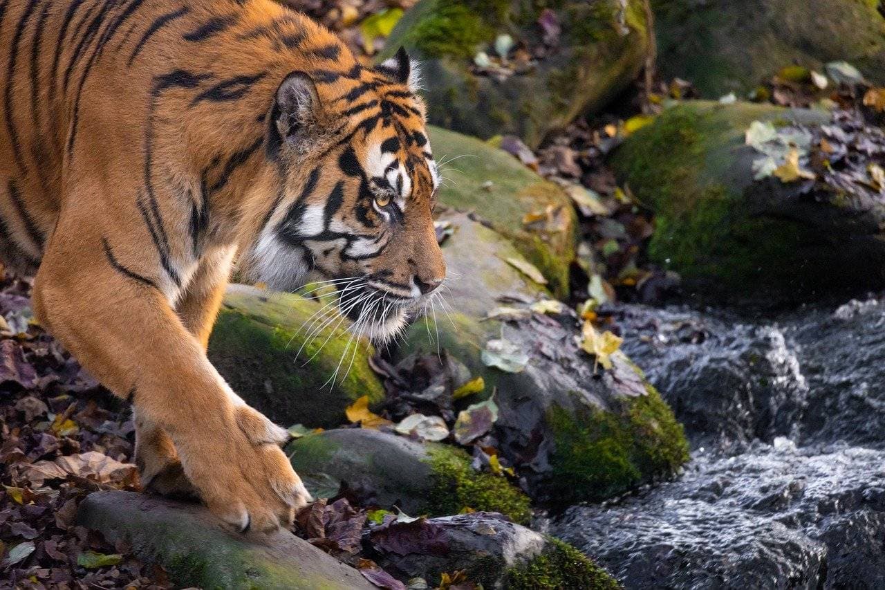 We at Jim Corbett Expert offer affordable travel plans. Choose this budget-friendly package for a comfortable stay in Jim Corbett resorts with excellent amenities at low tariffs.